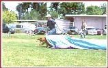 "I love the chutes and tunnels - sometimes she can't 
keep me out of them!" Novato, 10/99